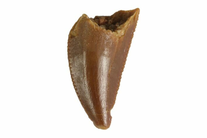 Serrated, Raptor Tooth - Real Dinosaur Tooth #144633